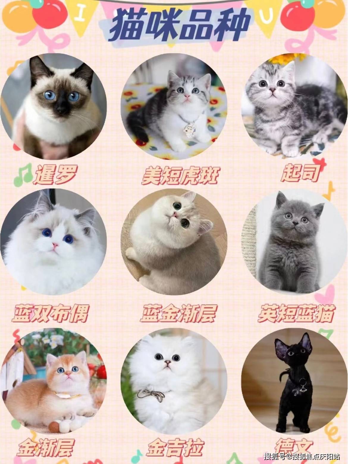 私服魔力宝贝宠物捕捉技巧，轻松获得心仪宠物