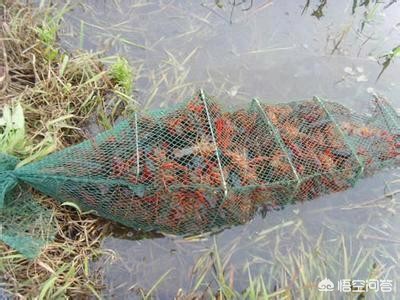 无人装车系统-2019年搞养殖还能赚钱吗？要想赚的盆满钵盈，又该注意哪些问题？