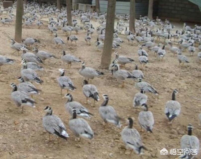 无人装车系统-2019年搞养殖还能赚钱吗？要想赚的盆满钵盈，又该注意哪些问题？