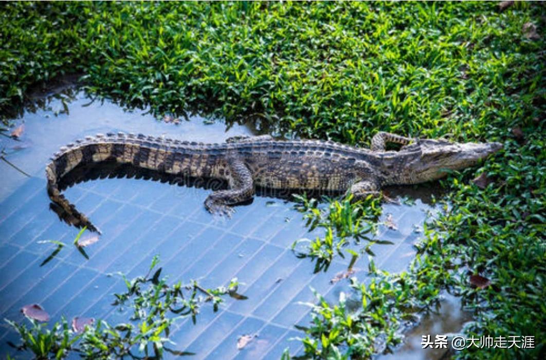 钓到鳄鱼拎进派出所-俄罗斯钓鱼4可以钓到鳄鱼吗？