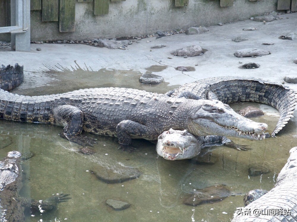 钓到鳄鱼拎进派出所-俄罗斯钓鱼4可以钓到鳄鱼吗？
