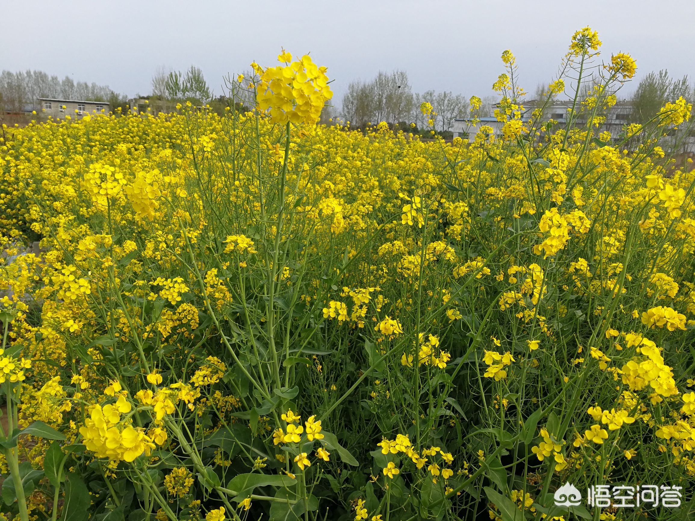 最后一个长假连休8天-明年五一小长假首次连休5天，你打算怎么过？