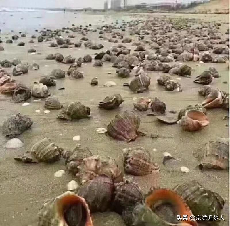 台风后海边海鲜遍地-台风过后青岛海滩上全是海鲜，民众一铲一麻袋, 你怎么看？