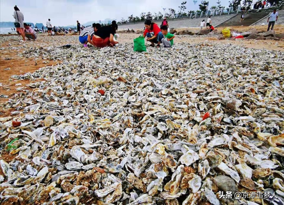 台风后海边海鲜遍地-台风过后青岛海滩上全是海鲜，民众一铲一麻袋, 你怎么看？