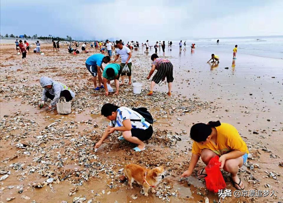 台风后海边海鲜遍地-台风过后青岛海滩上全是海鲜，民众一铲一麻袋, 你怎么看？