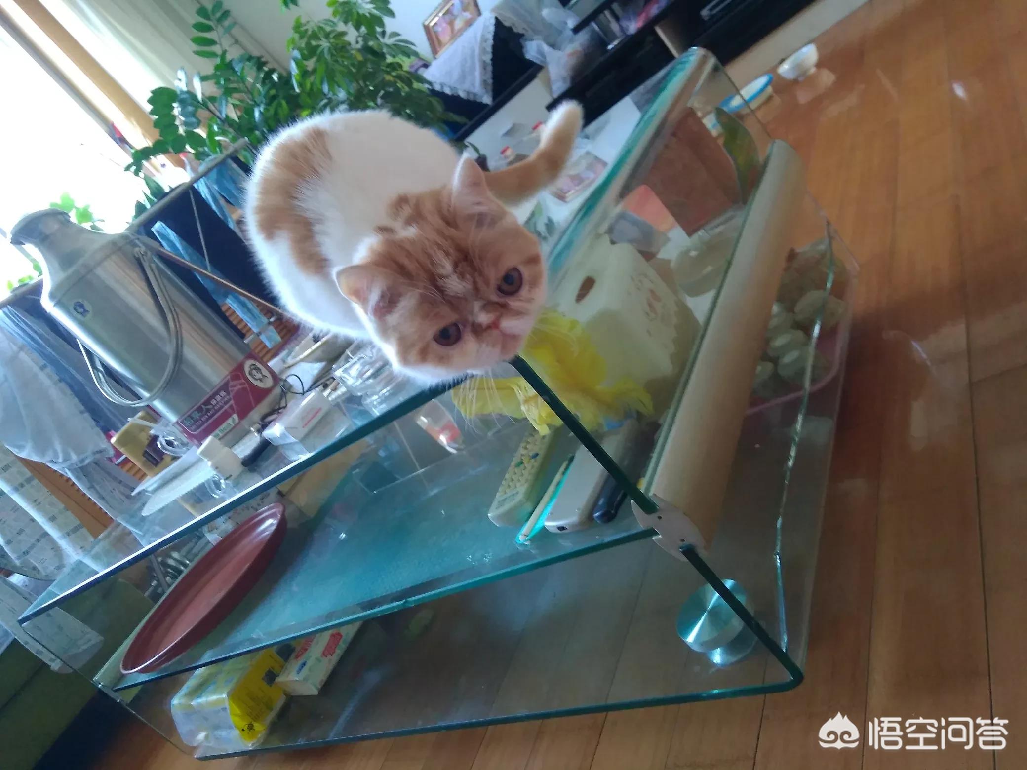 走失小狗等主人8小时-养了十年的狗狗突然失踪了，请问狗会不会被着主人死呢？